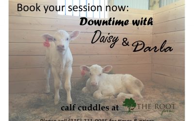 Calf Cuddles at The Root Farm